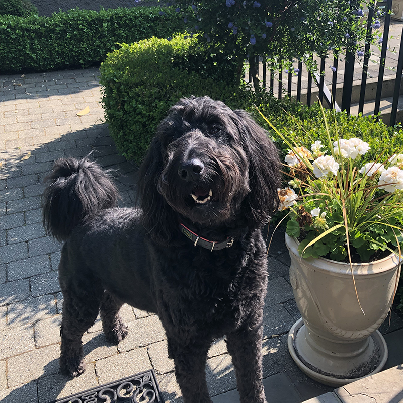 A photo of Luna, a black dog with soft curly fur.